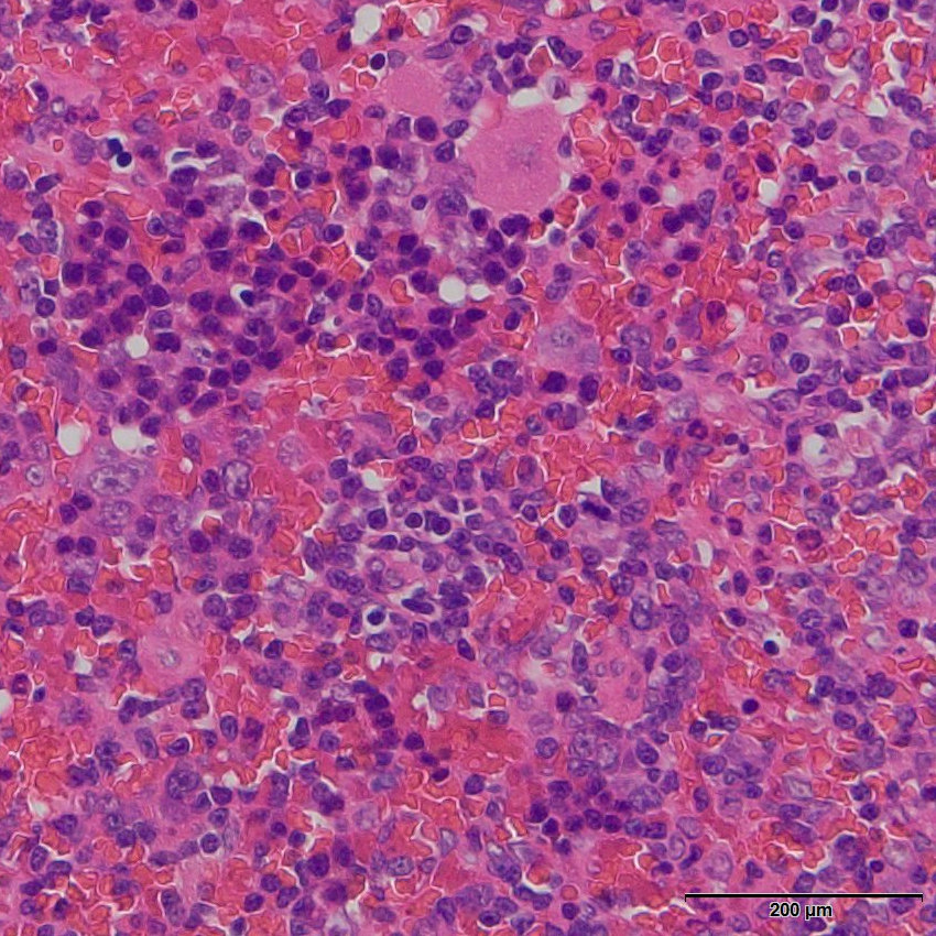 Eosin Y Stain Solution,For HE-实验图片 Eosin Y Stain Solution,For HE-实验图片