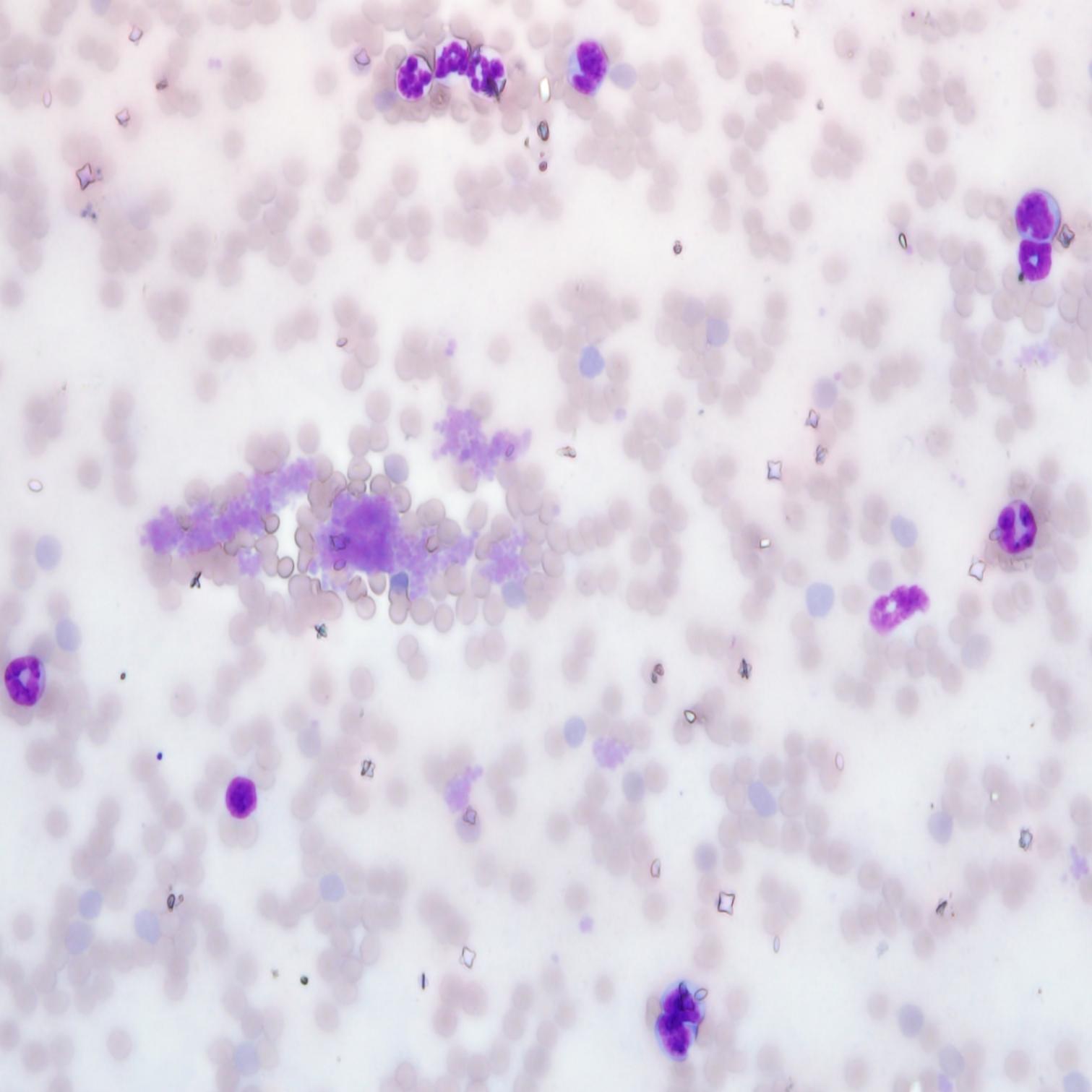 Diff Quick Sample Example Cat Solarbio-One-stop Solution Provider For Life-Science