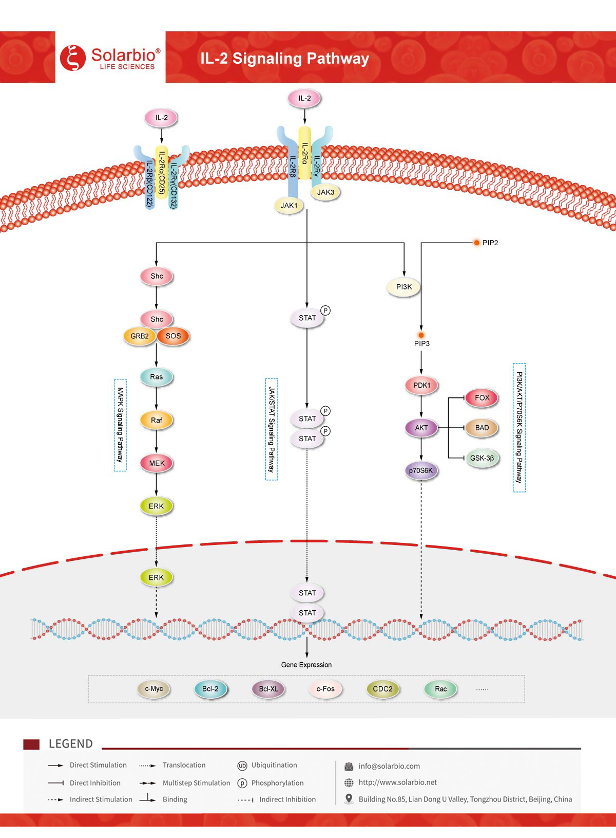 Signaling Columns Solarbio-One-stop Solution Provider For Life-Science